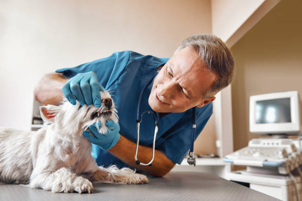Best Weekend Emergency Dentist in Republic, WA